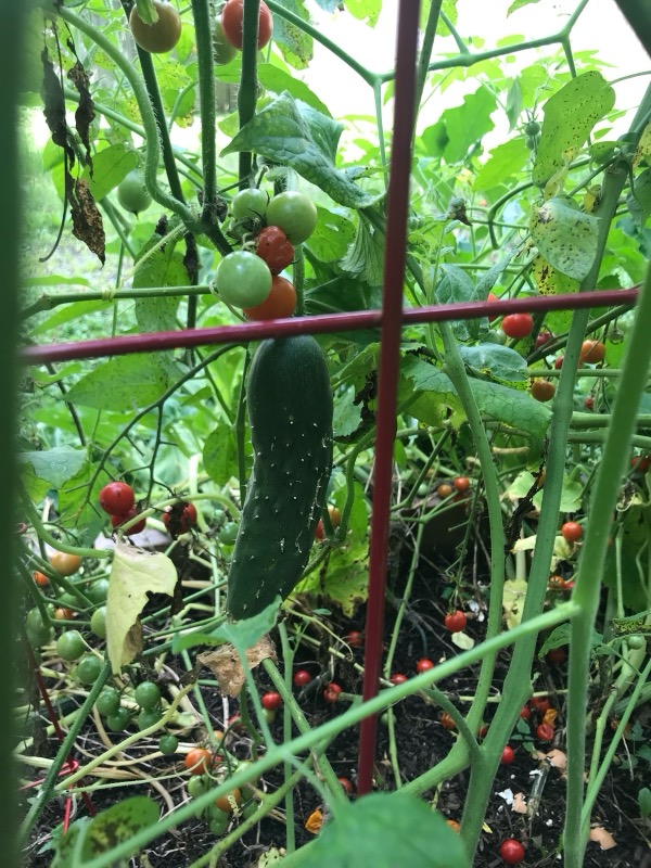 A cucumber and cherry tomatoes on the trellis