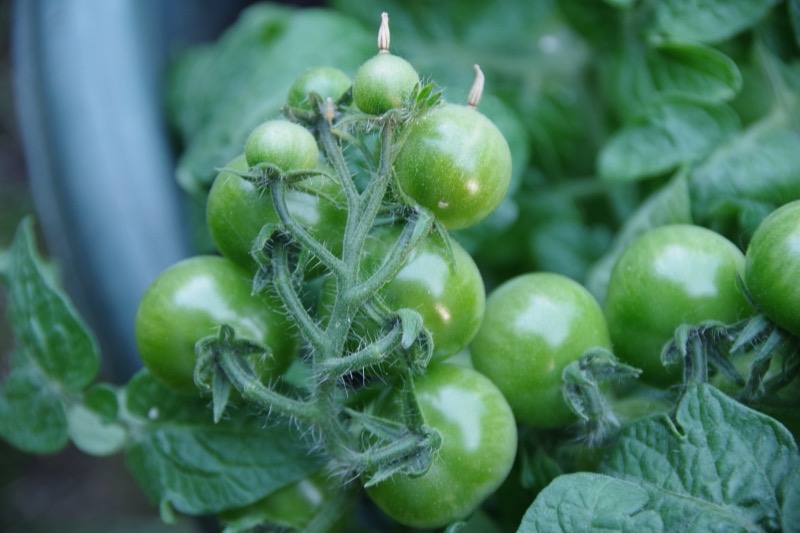 Cherry tomatoes, still green on the vine