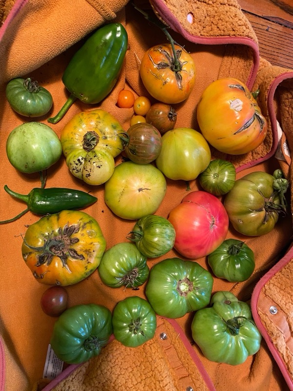 End-of-season heirloom tomatoes and peppers