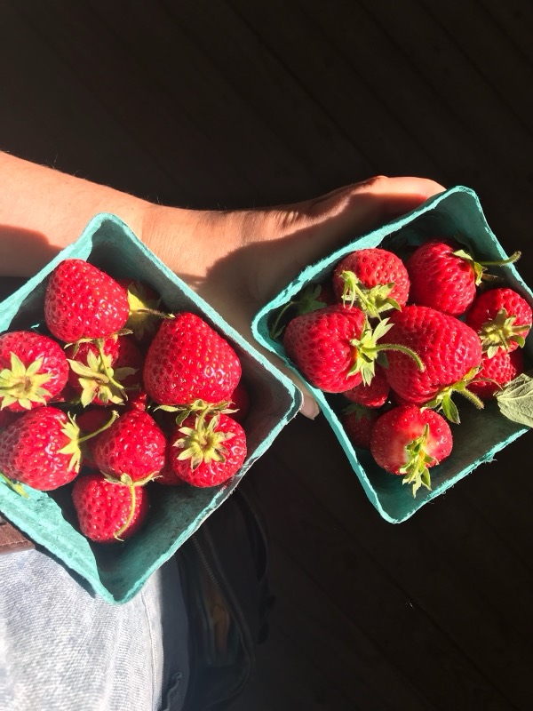 Freshly picked strawberries