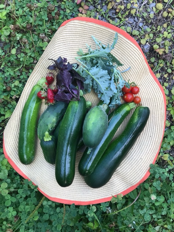 A summer harvest of zucchini, cucumbers, tomatoes and greens
