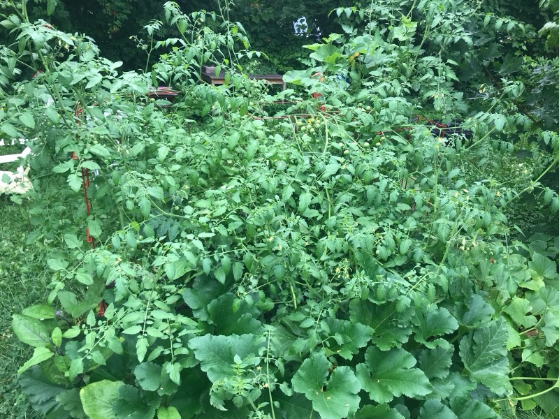 The vegetable garden in midsummer